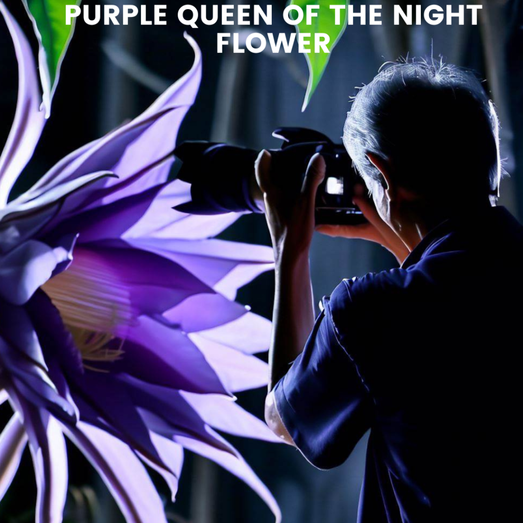 Purple queen of the night flower